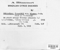 Sphaceloma fawcettii var. viscosa image